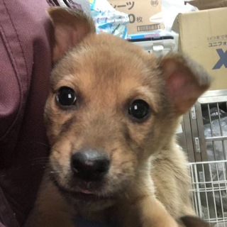 【保健所引き出し】カワイイ子犬です❗️