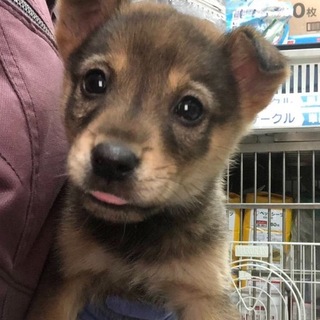 【保健所引き出し】カワイイ子犬です❗️