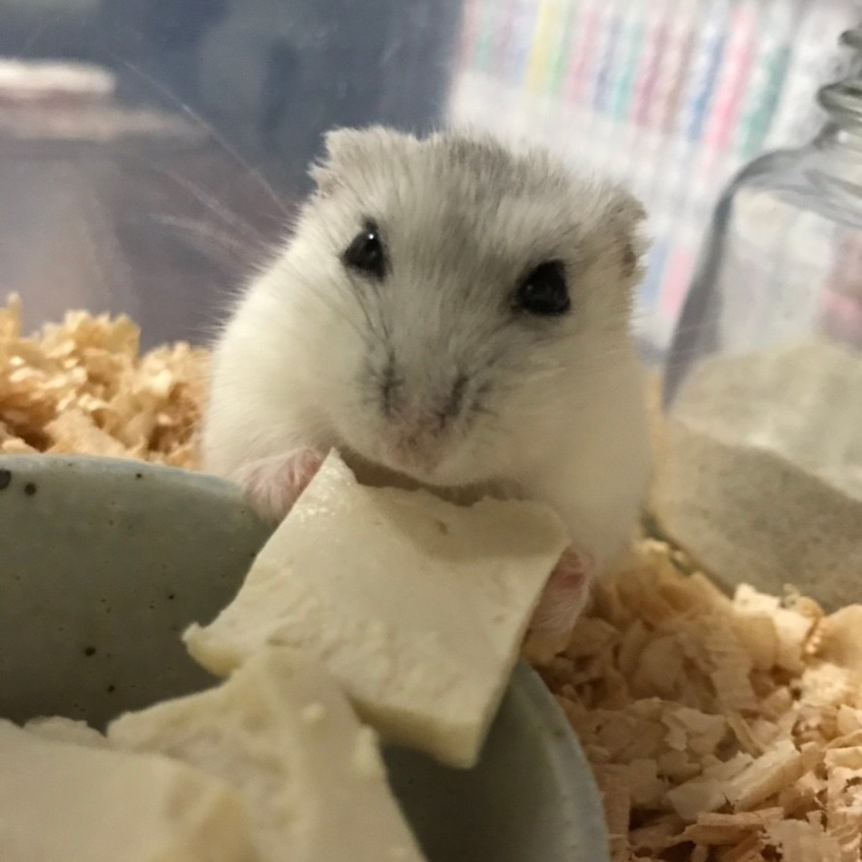大福のカバー写真