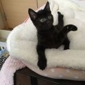 魔女宅の急便ジジ似の可愛い黒猫ちゃん。