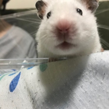 ドアップ