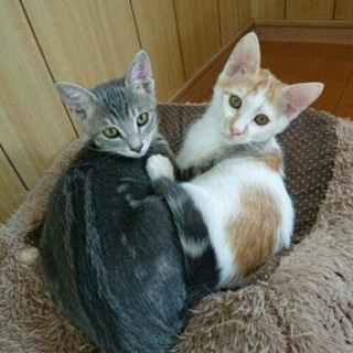 ✩ボクたちを幸せにして下さいm(__)m