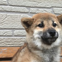 ムギオ