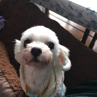 マルチーズのチーズちゃんトライアル決定