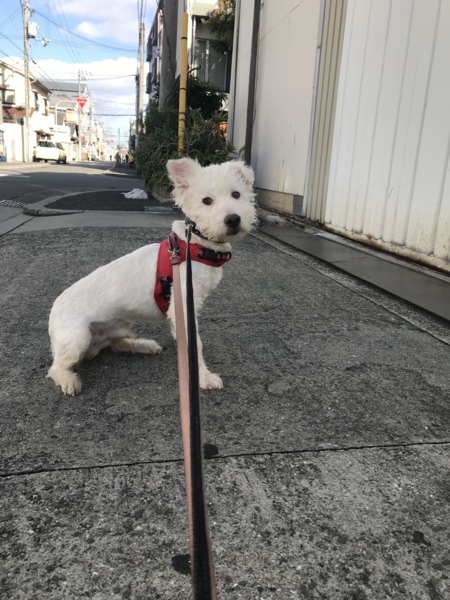 真っ白シュナ＆ウェスティ」大阪府 - 犬の里親募集(244675) 1枚目の