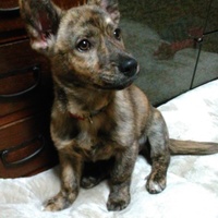 タイガー・リリー