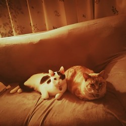 あざとい息子達