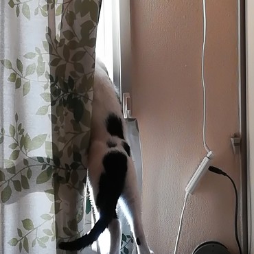 ピッピっていうトラック来たー！！