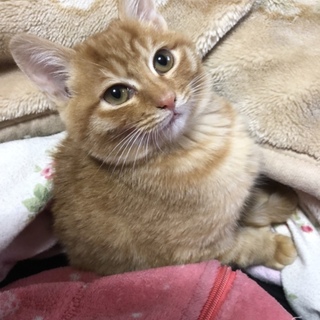  3ヶ月の茶トラのメスの子猫