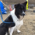 ボーダーコリー温和で健康です