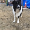 ボーダーコリー温和で健康です サムネイル3