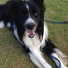 ボーダーコリー温和で健康です サムネイル5