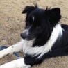 ボーダーコリー温和で健康です サムネイル7