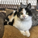 抱っこが大好きな子猫の兄妹！三毛猫ちゃん(交渉中)