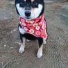 リンゴアメ さん