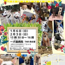 元野犬ちゃんたちのずっとのおうちを探す譲渡会