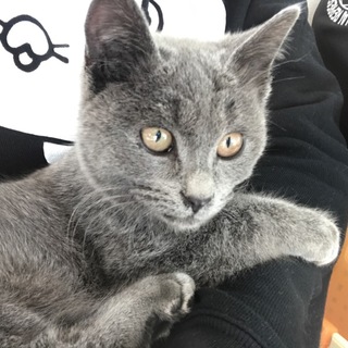 毛並みが良い人懐っこいグレーの子猫