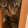 ルイたん25