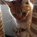 置き去りにされた兄弟仔猫