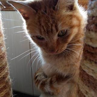 置き去りにされた兄弟仔猫