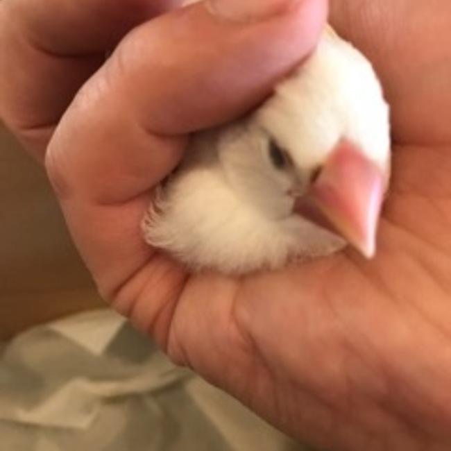 鉄鍋料理人のカバー写真