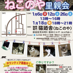 四ツ谷 猫廼舎（ねこのや）ねこの里親会
