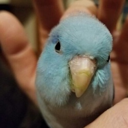 マメタくんと初めての年末年始です。