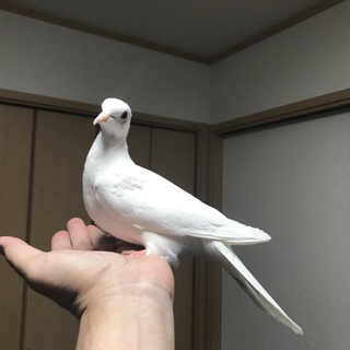 銀バト 若鳥 ♀