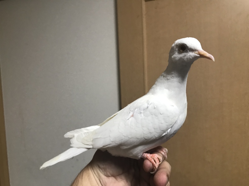 銀バト 若鳥♀No2」埼玉県 - 鳥の里親募集(244707) 1枚目の画像