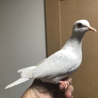 銀バト 若鳥♀No2
