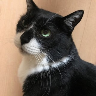 黒白たんたん☆里親募集中