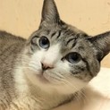 穏やかな癒し系 ♪ おっぽな君 7歳くらい