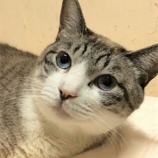 穏やかな癒し系 ♪ おっぽな君 7歳くらい
