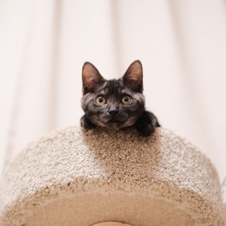 *おっとりリネンちゃん*