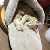 の写真