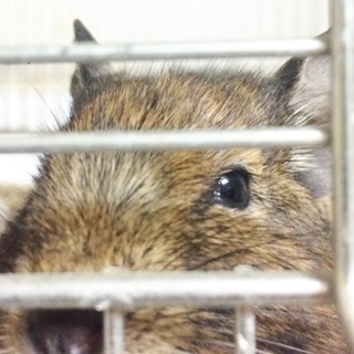 デグーの里親募集