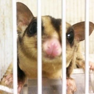 フクロモモンガ2匹の里親募集中