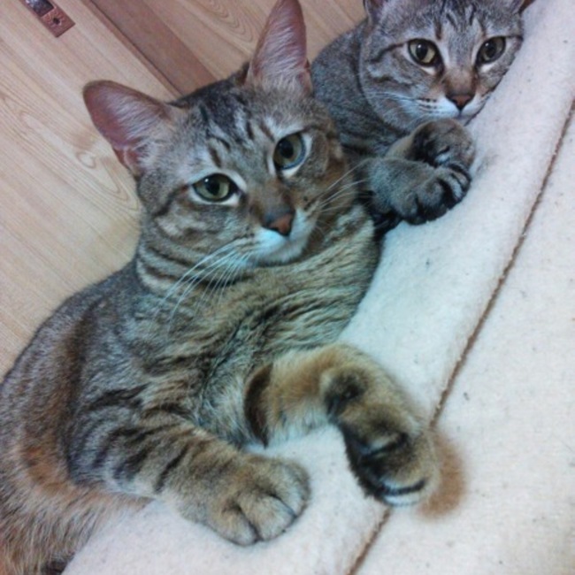 shiganekoのカバー写真