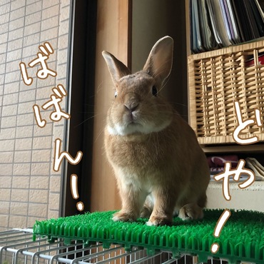 先日大掃除中にいつの間にかゲージの上に乗ってドヤ顔をしていたすぐる