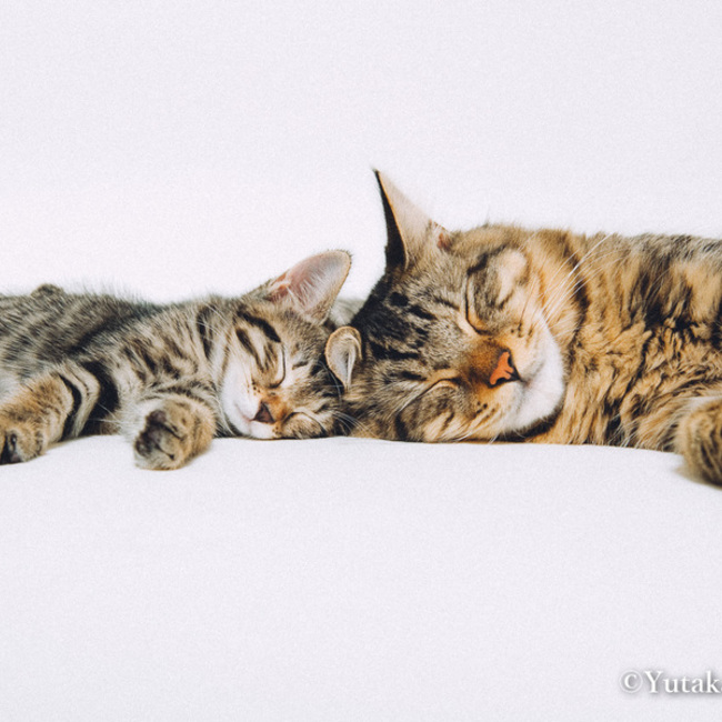 イヌとネコとヒトの写真館のカバー写真