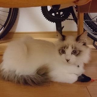 ラグドールミックスの男の子♂レア君