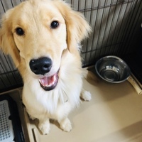 きなこ