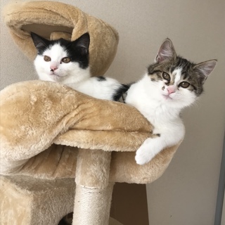 子猫兄妹里親募集