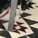 生後約10ヶ月の♂白黒猫