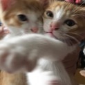 子猫の里親を探しています