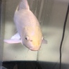 プラチナ錦鯉 サムネイル2