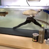 プラチナ錦鯉 サムネイル3