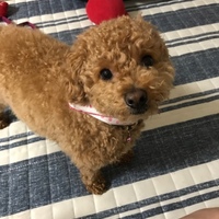 麦