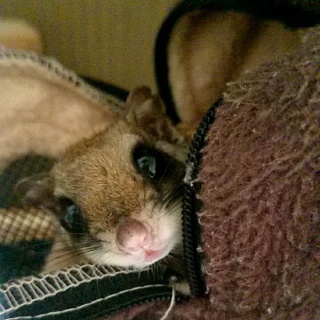 アメリカモモンガ男の子☆一旦募集停止中