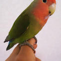 インコ複数羽